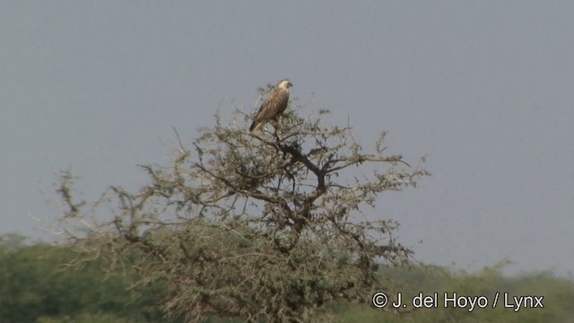 Long-legged Buzzard (Northern) - ML201342611