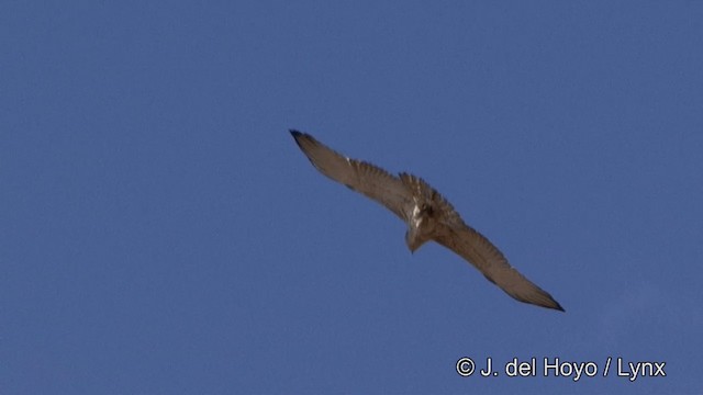 Culebrera Europea - ML201342661