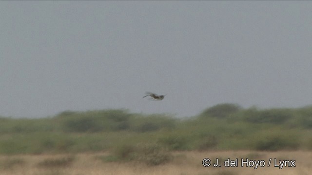 Pallid Harrier - ML201342691