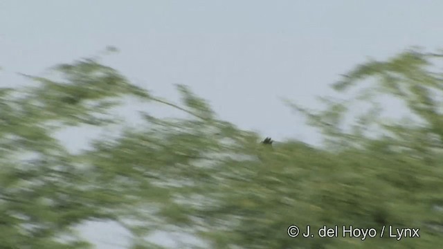 Pallid Harrier - ML201342701