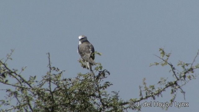 Black-winged Kite (Asian) - ML201342711