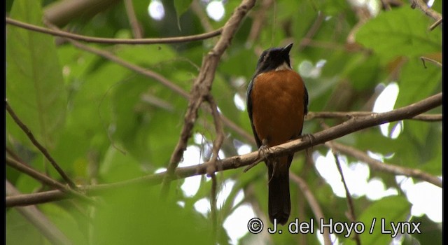 Sulawesi Blue Flycatcher (Tanahjampea) - ML201342761