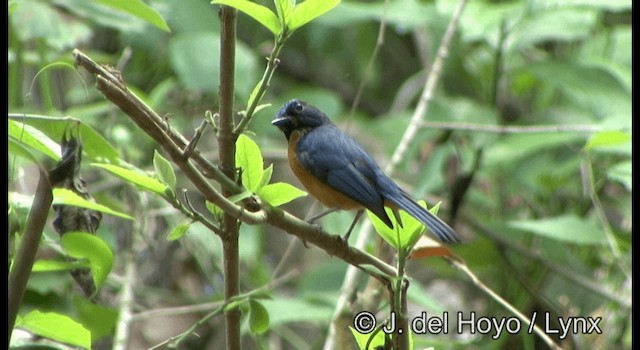 Sulawesi Blue Flycatcher (Tanahjampea) - ML201342771