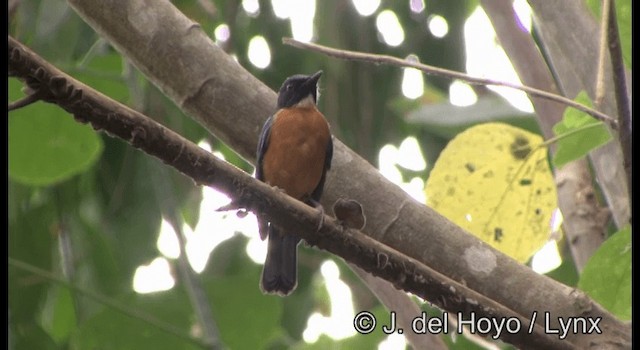 Sulawesi Blue Flycatcher (Tanahjampea) - ML201342781