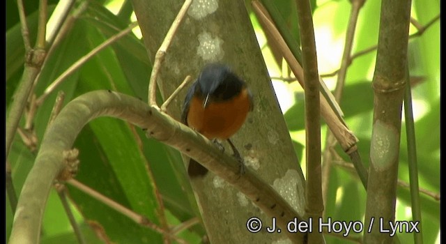 Gobemouche des Célèbes (djampeanus) - ML201342791