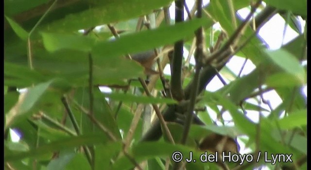 Monarca Isleño - ML201342821