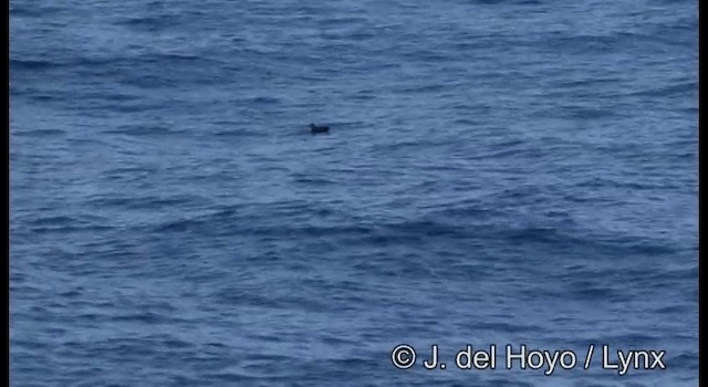 Heinroth's Shearwater - ML201342851