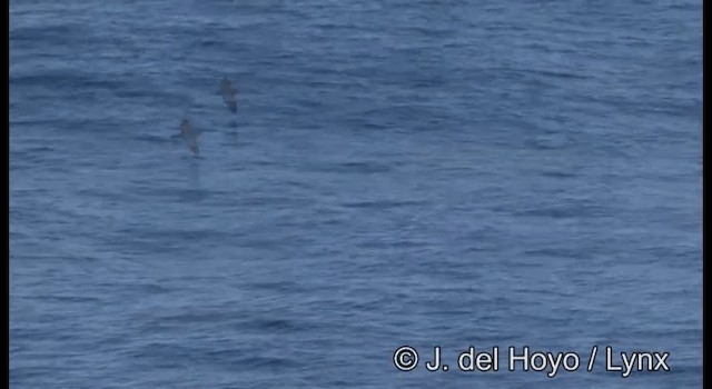 Heinroth's Shearwater - ML201342861