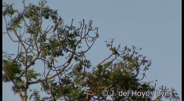 Great-billed Parrot - ML201342891