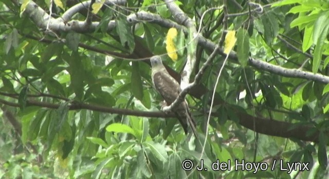 Pacific Baza - ML201342931