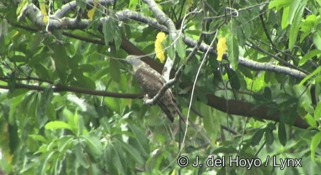 カンムリカッコウハヤブサ - ML201342941