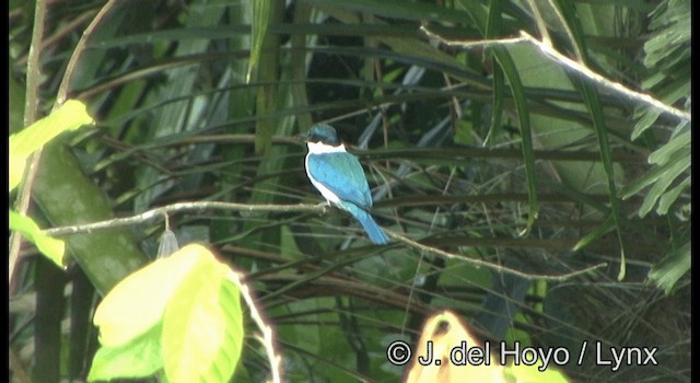 ナンヨウショウビン（chloris グループ） - ML201342961