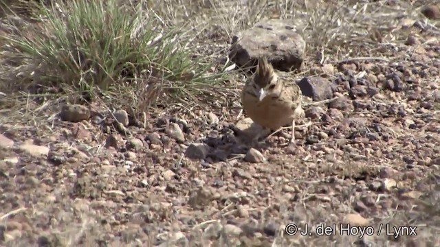 Tawny Lark - ML201343021