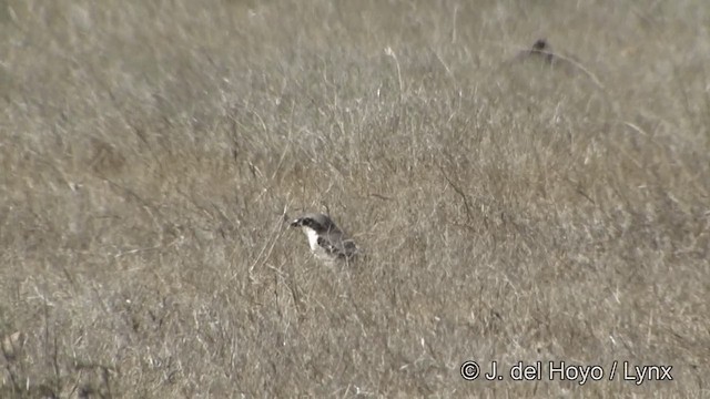 Pie-grièche grise (lahtora) - ML201343071