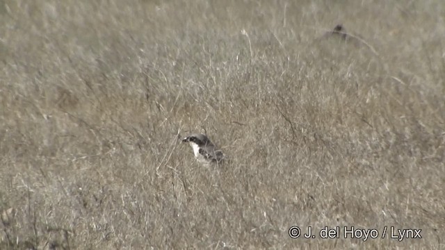 Great Gray Shrike (Indian) - ML201343071