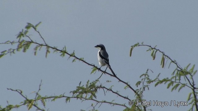 Pie-grièche grise (lahtora) - ML201343081