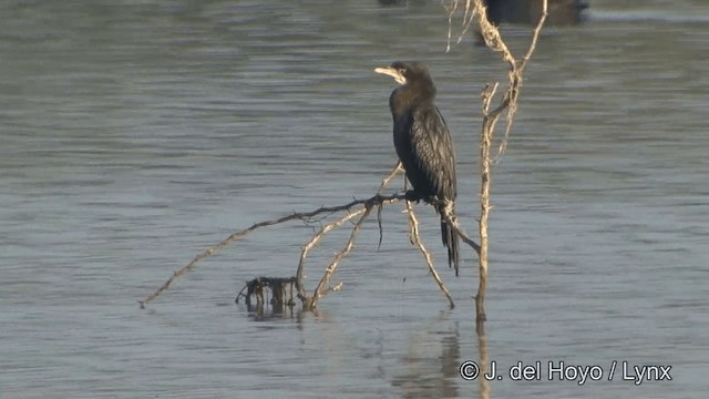 Little Cormorant - ML201343101