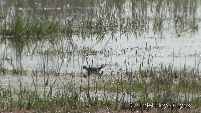 Pheasant-tailed Jacana - ML201343261