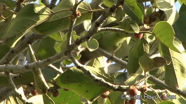 barbet hnědohlavý - ML201343271