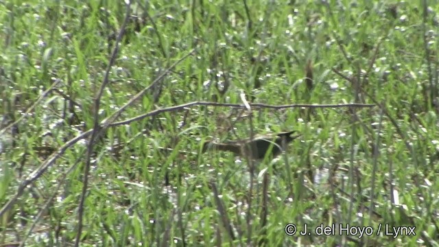 Bronze-winged Jacana - ML201343291