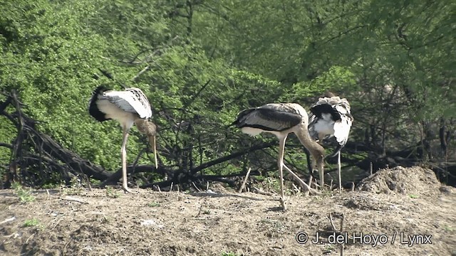 Painted Stork - ML201343301