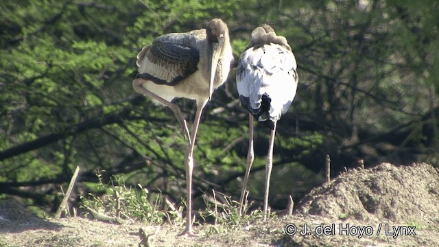 Painted Stork - ML201343311