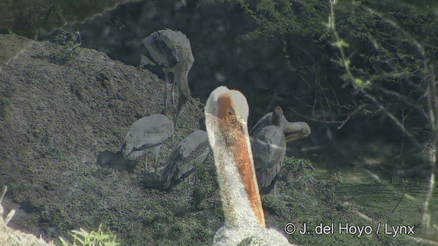 Painted Stork - ML201343321