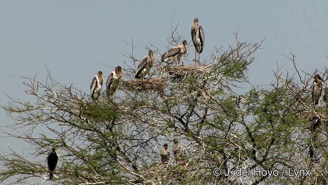 Painted Stork - ML201343331