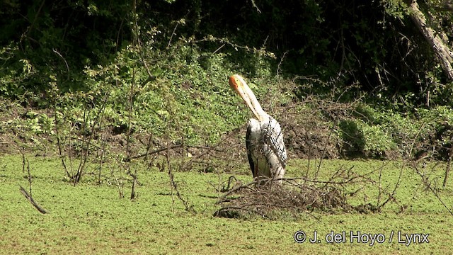 Painted Stork - ML201343341