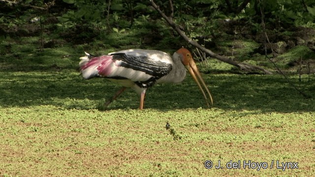 Painted Stork - ML201343361