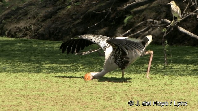 Painted Stork - ML201343371