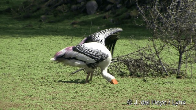 インドトキコウ - ML201343381