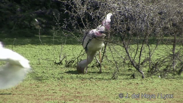 Painted Stork - ML201343391