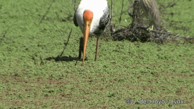 Painted Stork - ML201343401