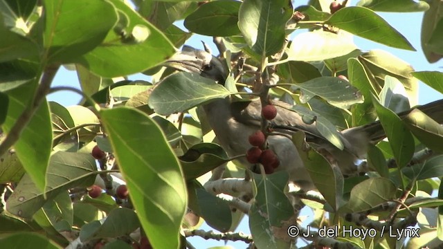 Indian Gray Hornbill - ML201343431