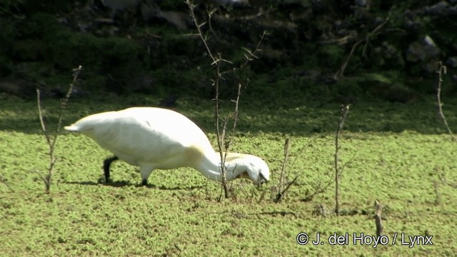 Eurasian Spoonbill - ML201343501