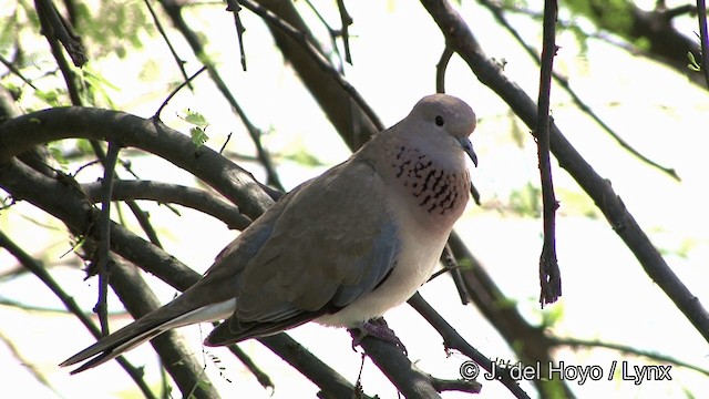 Tórtola Senegalesa - ML201343521