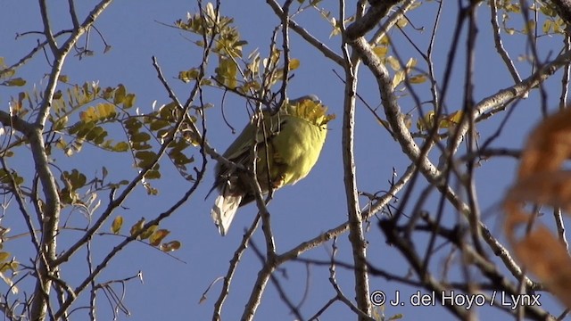 Желтоногий зелёный голубь - ML201343541