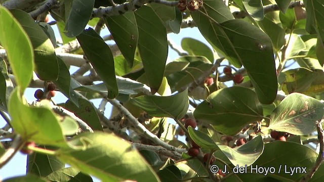 Yellow-footed Green-Pigeon - ML201343551