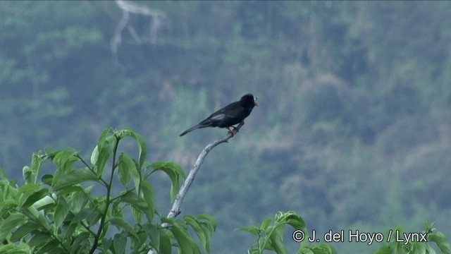 Black Bulbul (Gray-winged) - ML201343571