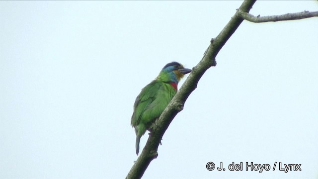 Taiwan Barbet - ML201343581
