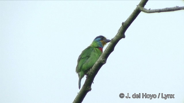 barbet tchajwanský - ML201343581