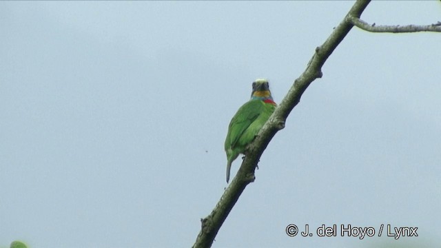 Taiwanbartvogel - ML201343591
