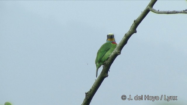 Taiwan Barbet - ML201343591