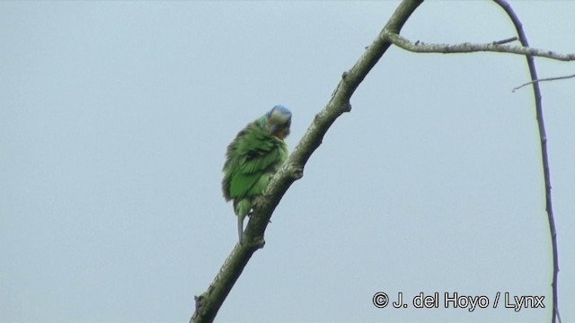 Taiwan Barbet - ML201343601