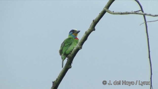 Taiwanbartvogel - ML201343611