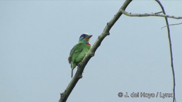 Taiwan Barbet - ML201343611