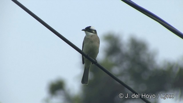 Light-vented Bulbul (formosae/orii) - ML201343621