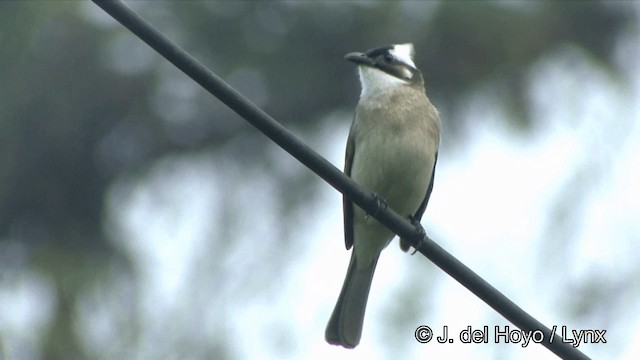 Bulbul de Chine (formosae/orii) - ML201343631