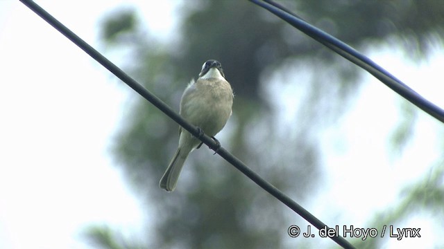 Bulbul Chino (formosae/orii) - ML201343641